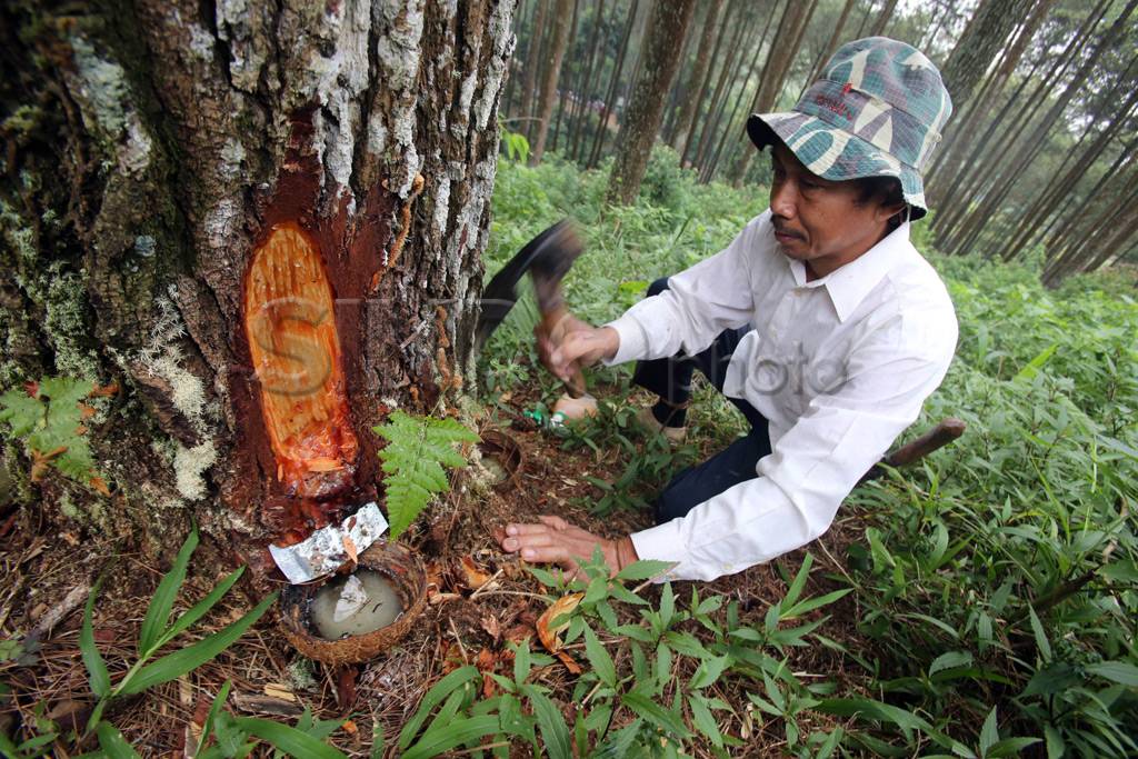 Getah pinus di perkebunan...