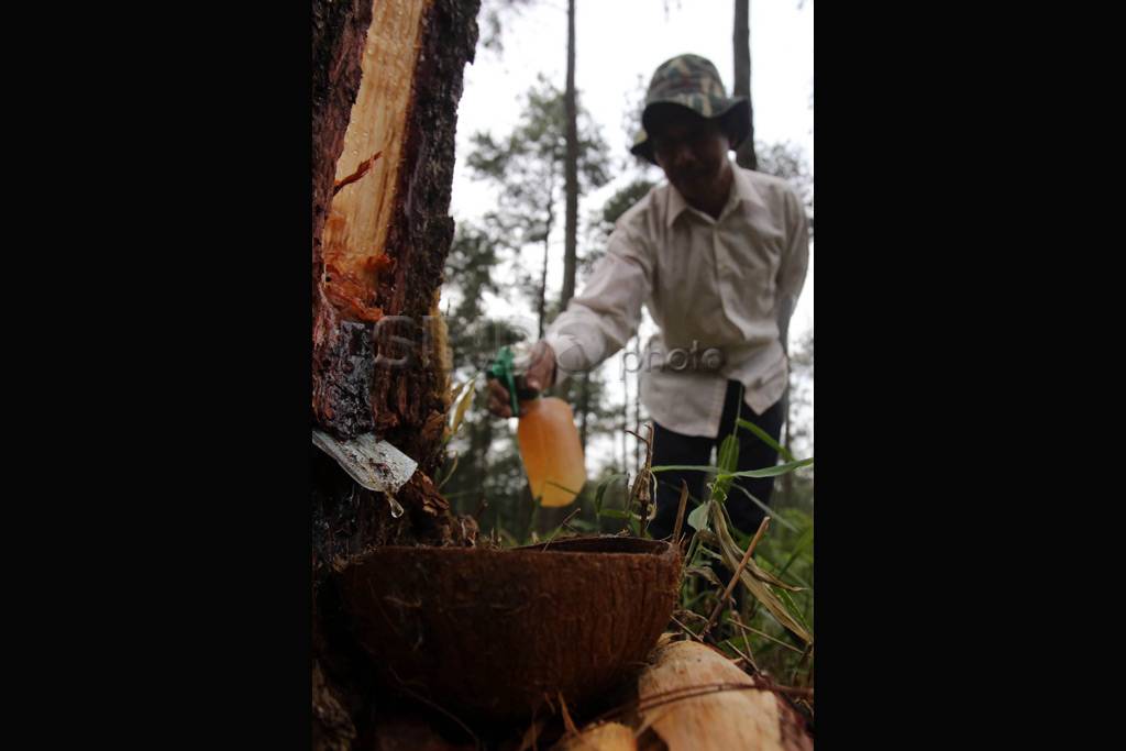 Getah pinus di perkebunan...