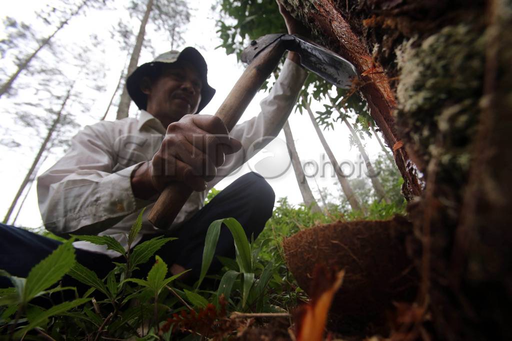 Getah pinus di perkebunan...