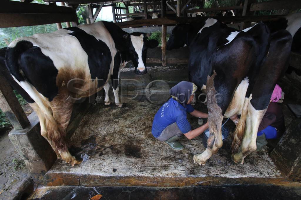 Peternak sapi perah...