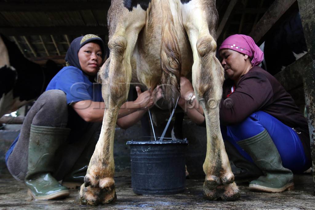 Peternak sapi perah...