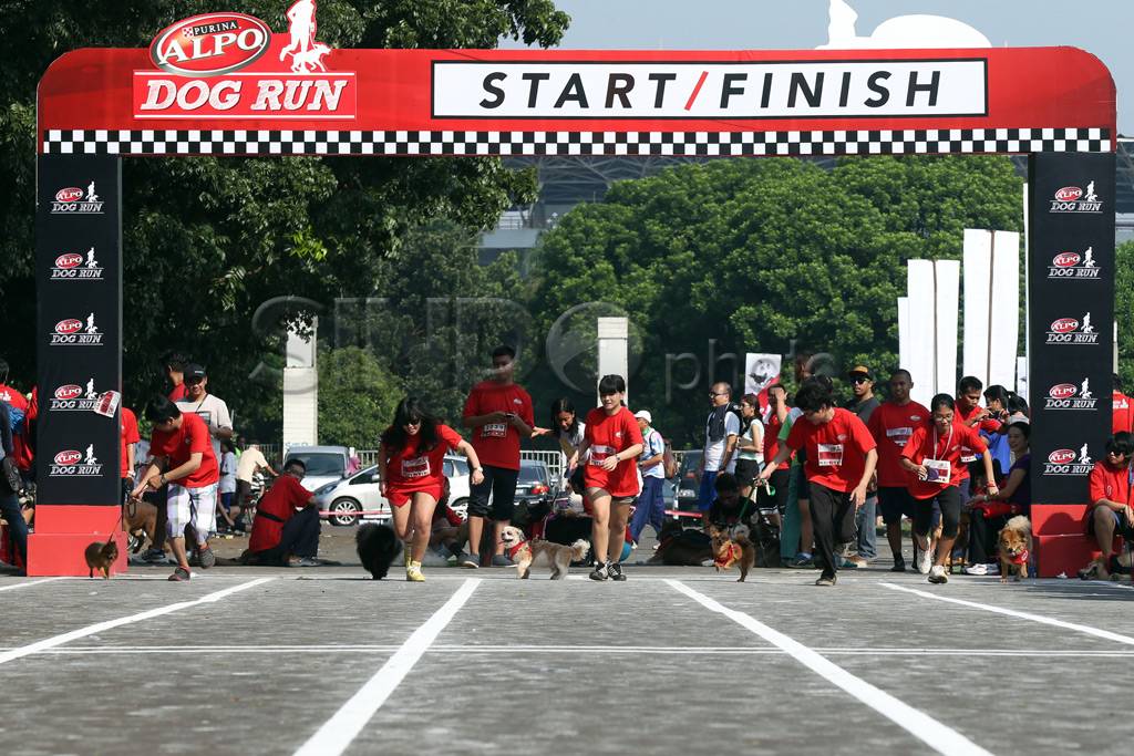 Lomba lari anjing pertama...