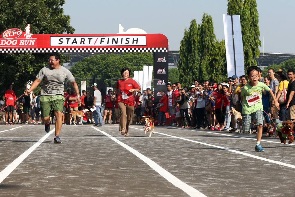 Lomba lari anjing pertama...