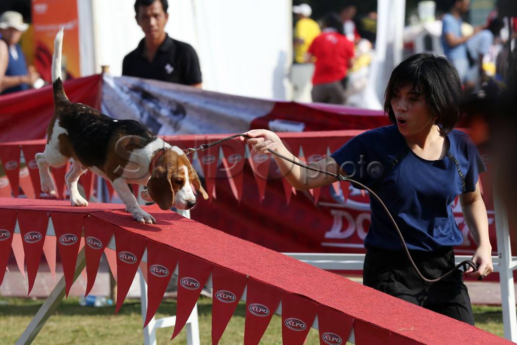 Lomba lari anjing pertama...