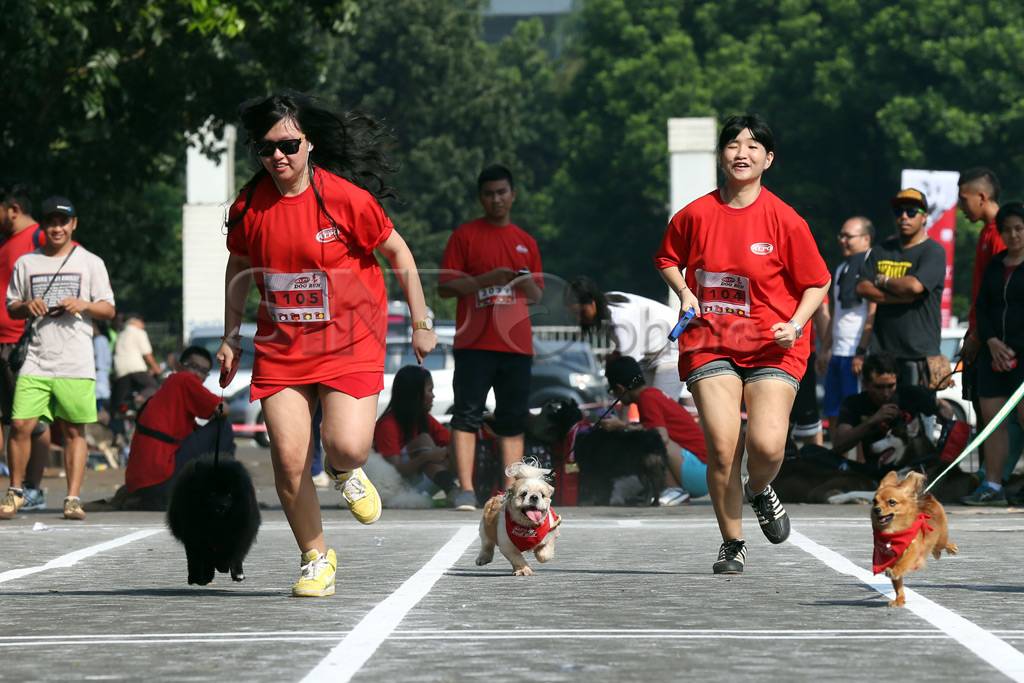Lomba lari anjing pertama...