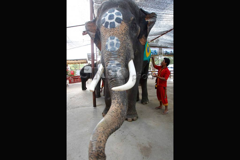 Sepak Bola Gajah vs...