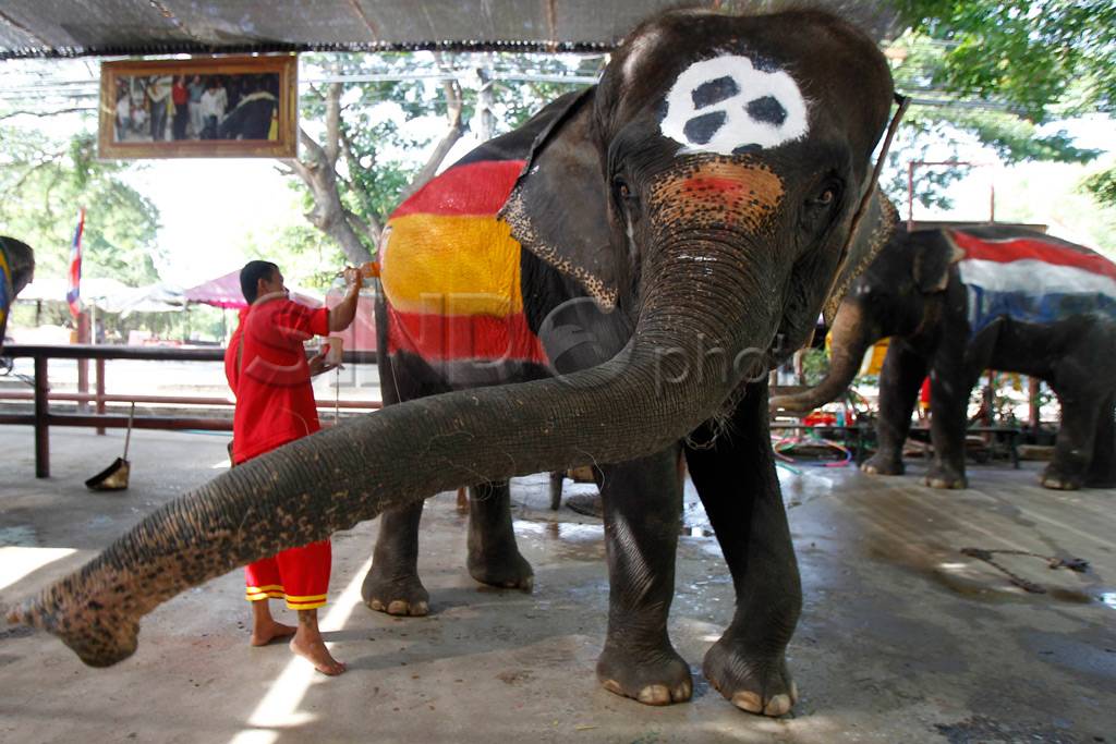 Sepak Bola Gajah vs...