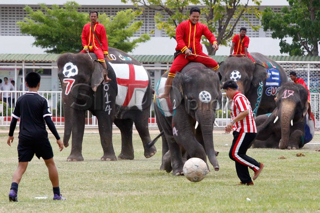 Sepak Bola Gajah vs...