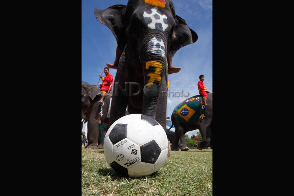 Sepak Bola Gajah vs...