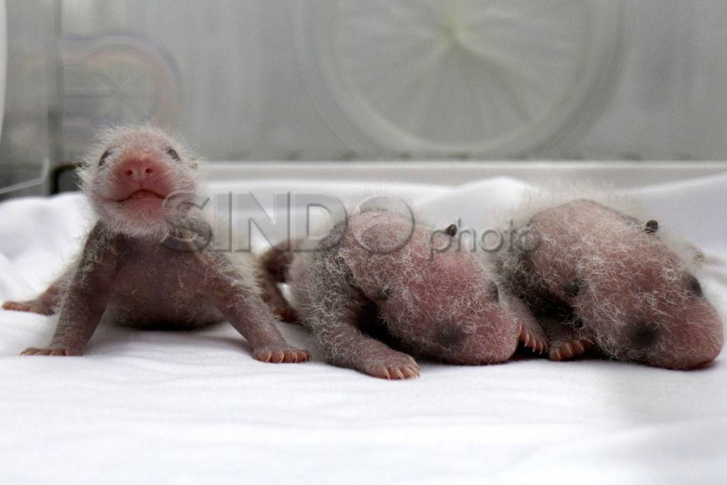 Anak Panda Raksasa Lahir...