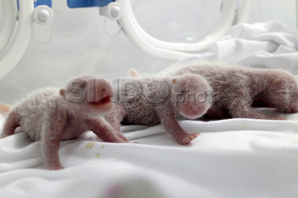 Anak Panda Raksasa Lahir...