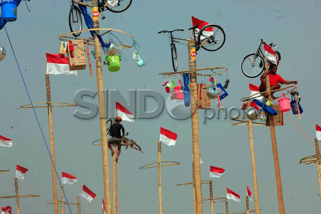 160 Pohon Pinang Siap...