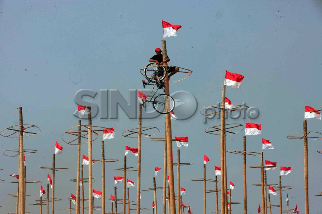 160 Pohon Pinang Siap...