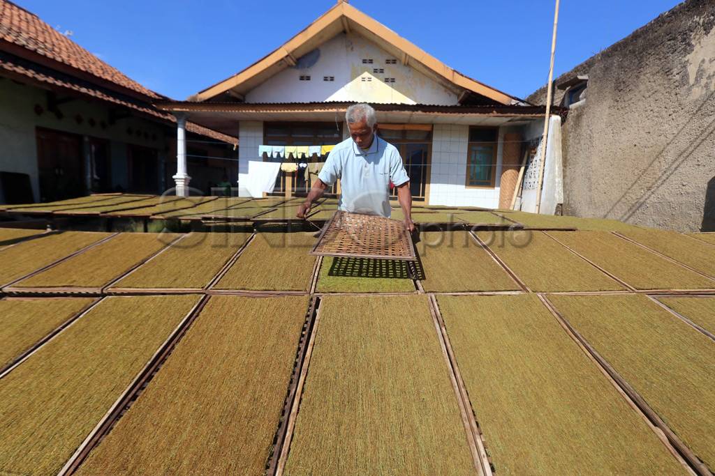 Produksi Tembakau Kampung...