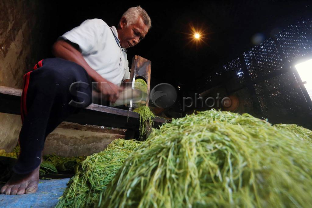 Produksi Tembakau Kampung...