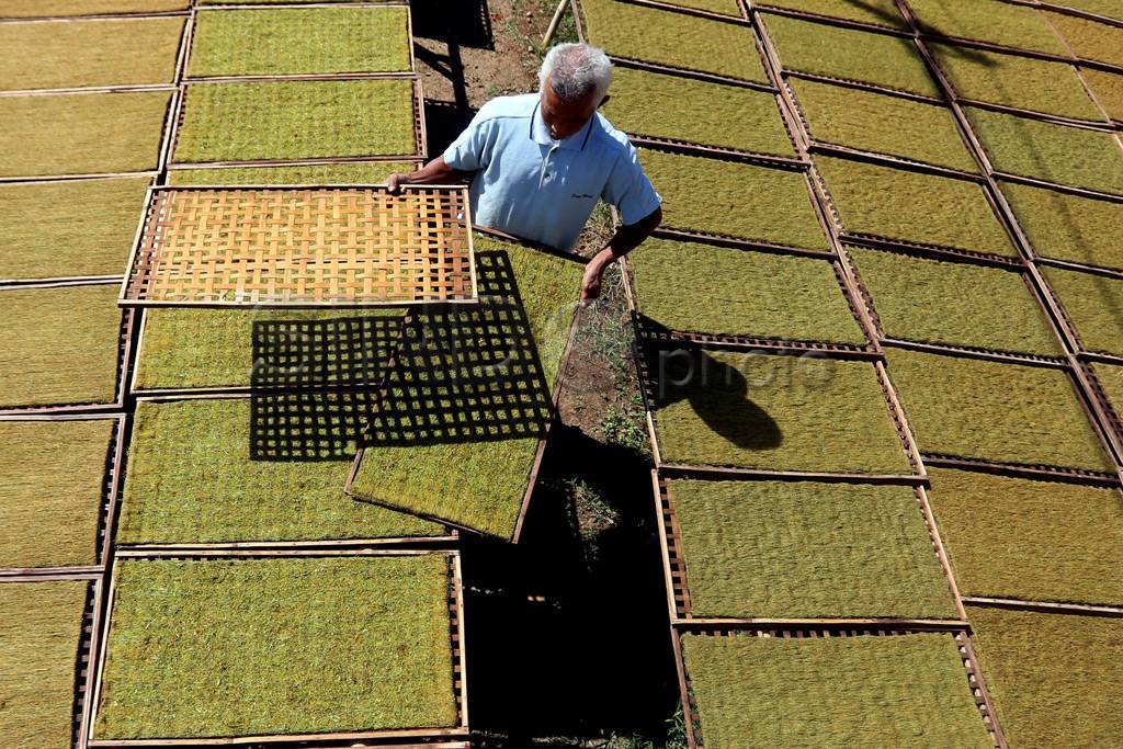 Produksi Tembakau Kampung...