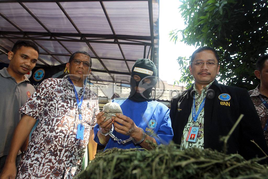 BNN Amankan Ladang Ganja...
