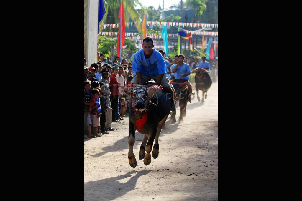 Uniknya Balapan Kerbau...