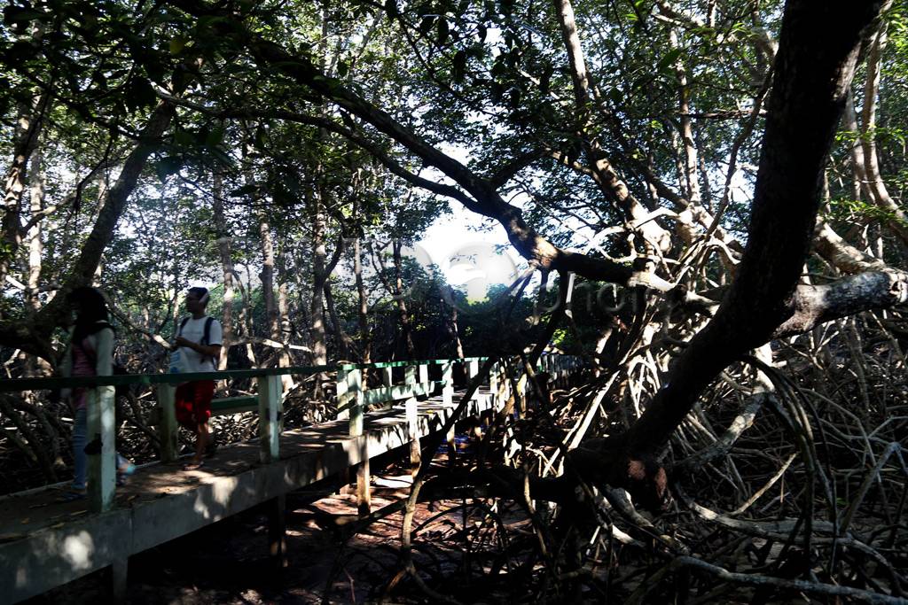 Pesona Baluran