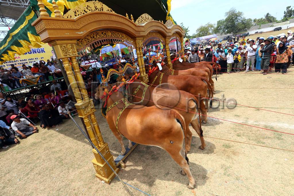 Lenggak-lenggok Sapi...