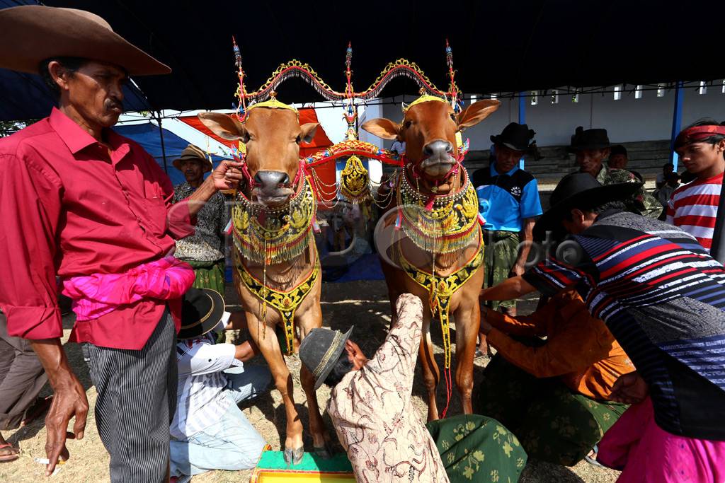 Lenggak-lenggok Sapi...