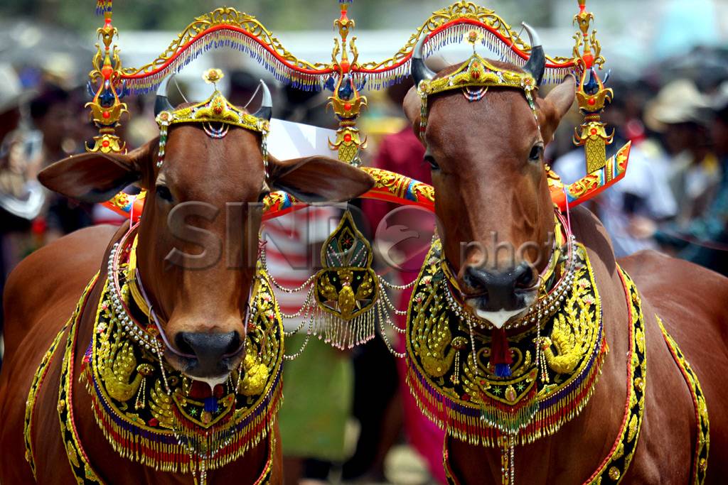 Lenggak-lenggok Sapi...