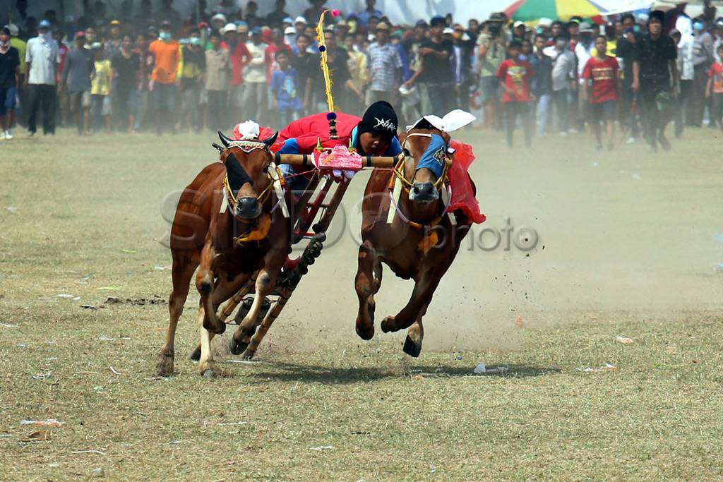 Lomba Karapan Sapi Piala...