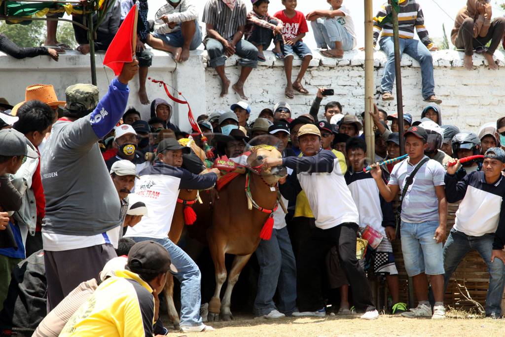 Lomba Karapan Sapi Piala...