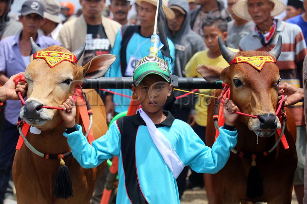 Lomba Karapan Sapi Piala...