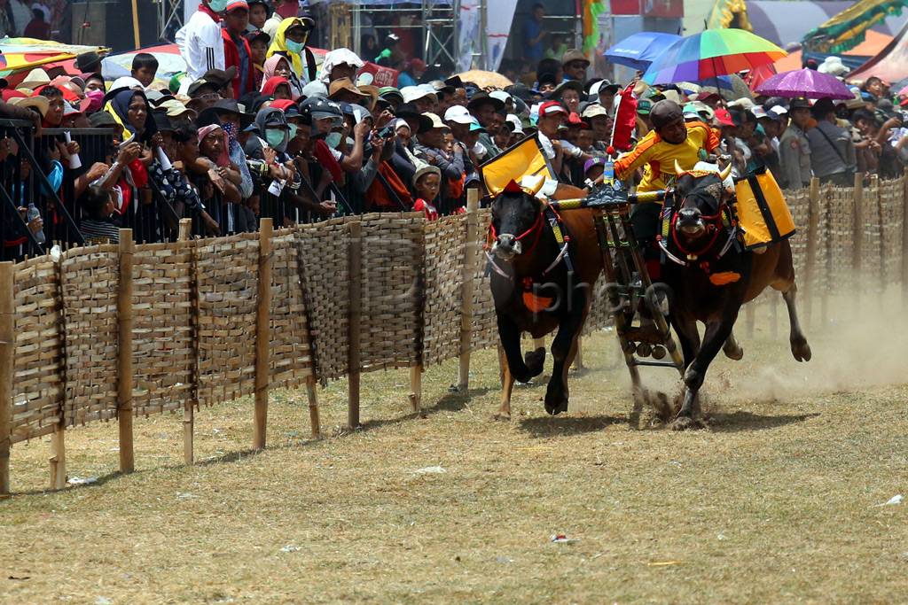 Lomba Karapan Sapi Piala...