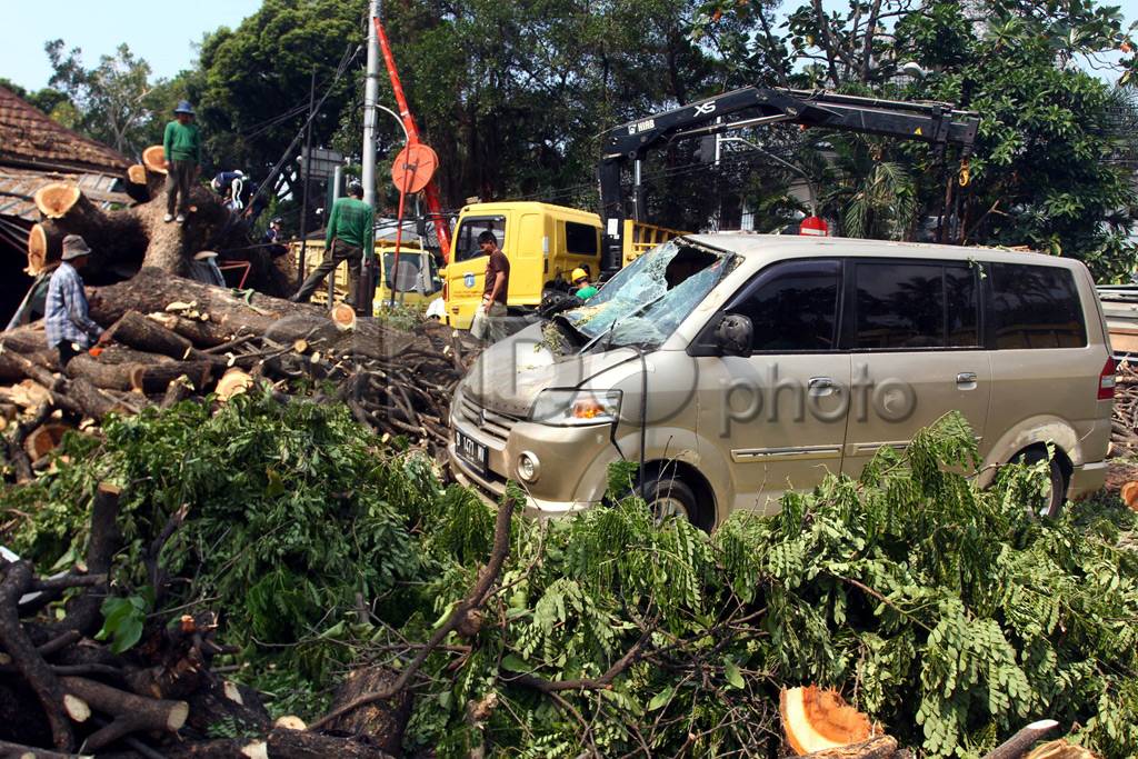 Pohon Tumbang di Depan...