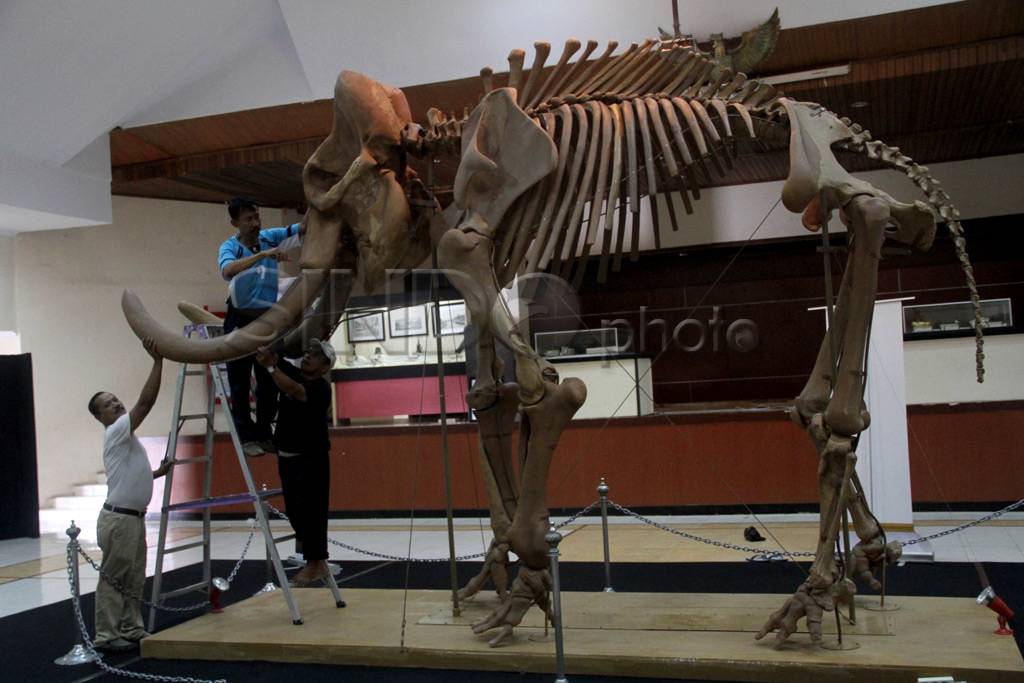 Fosil Gajah Purba Asal...