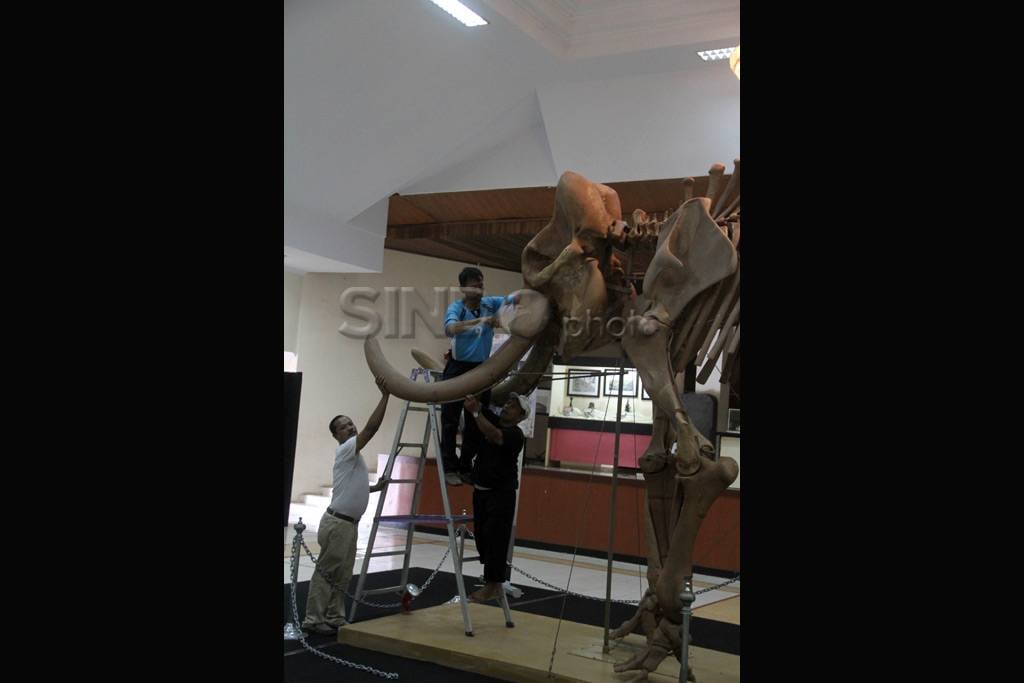 Fosil Gajah Purba Asal...