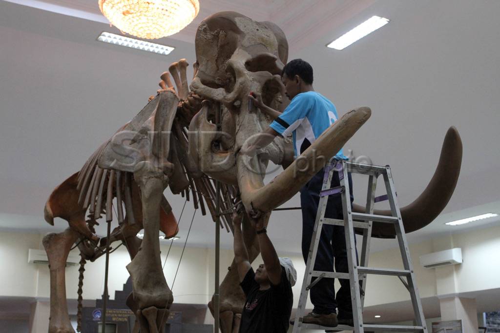 Fosil Gajah Purba Asal...