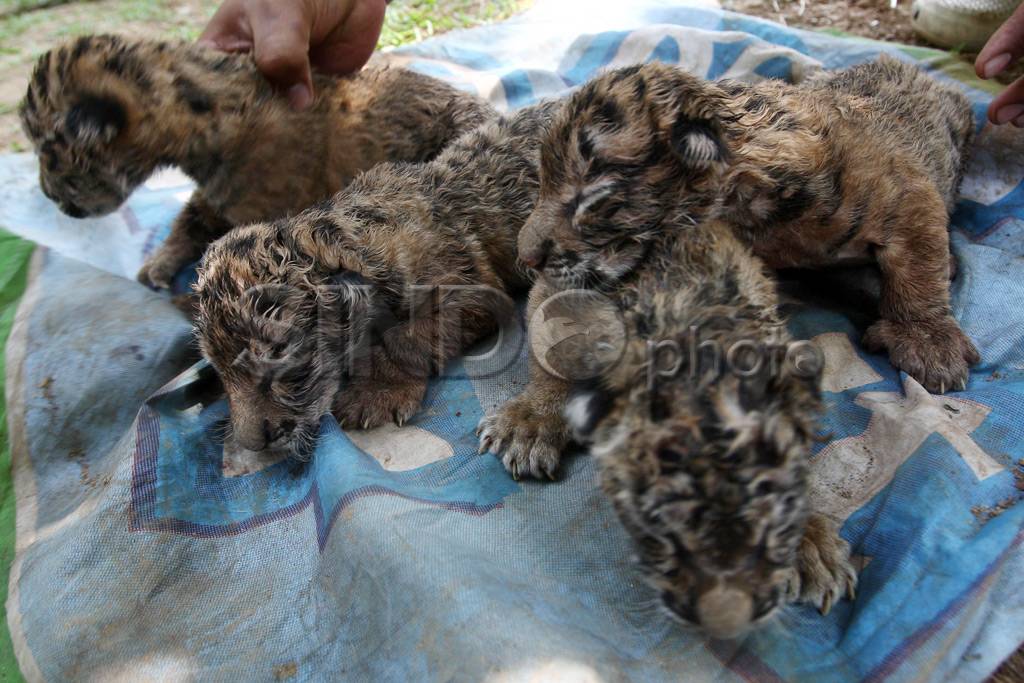 Harimau Bengala Kebun...
