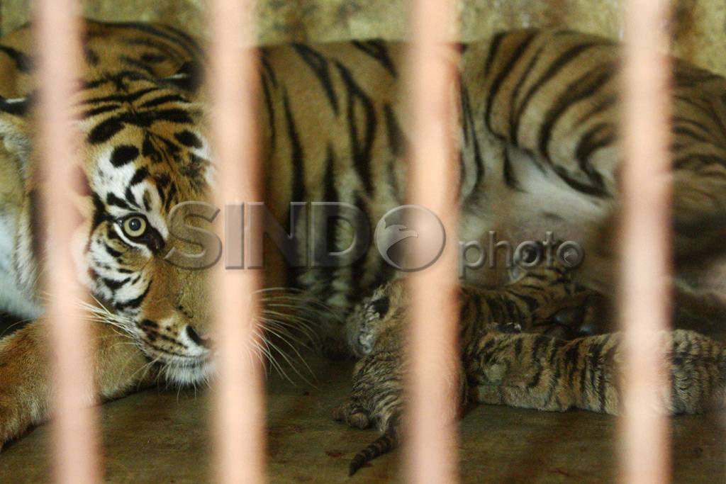 Harimau Bengala Kebun...