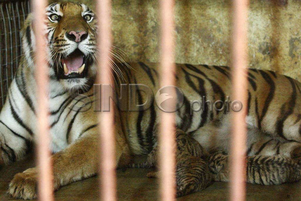 Harimau Bengala Kebun...