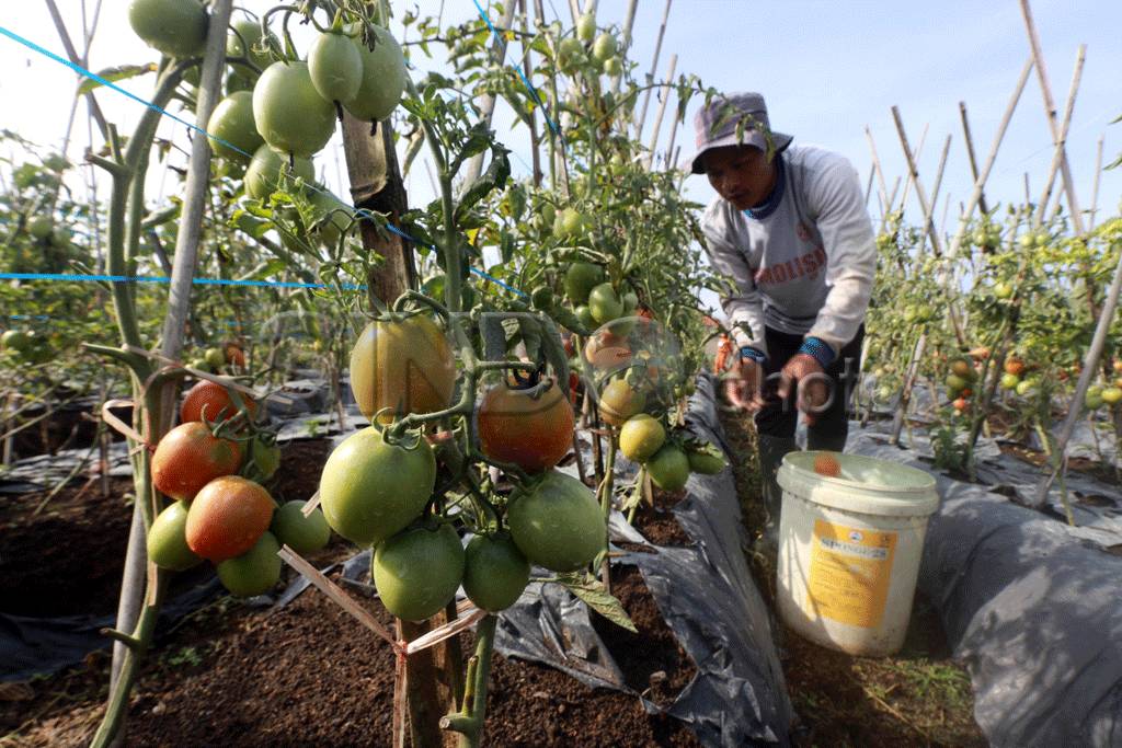Petani Khawatirkan Biaya...