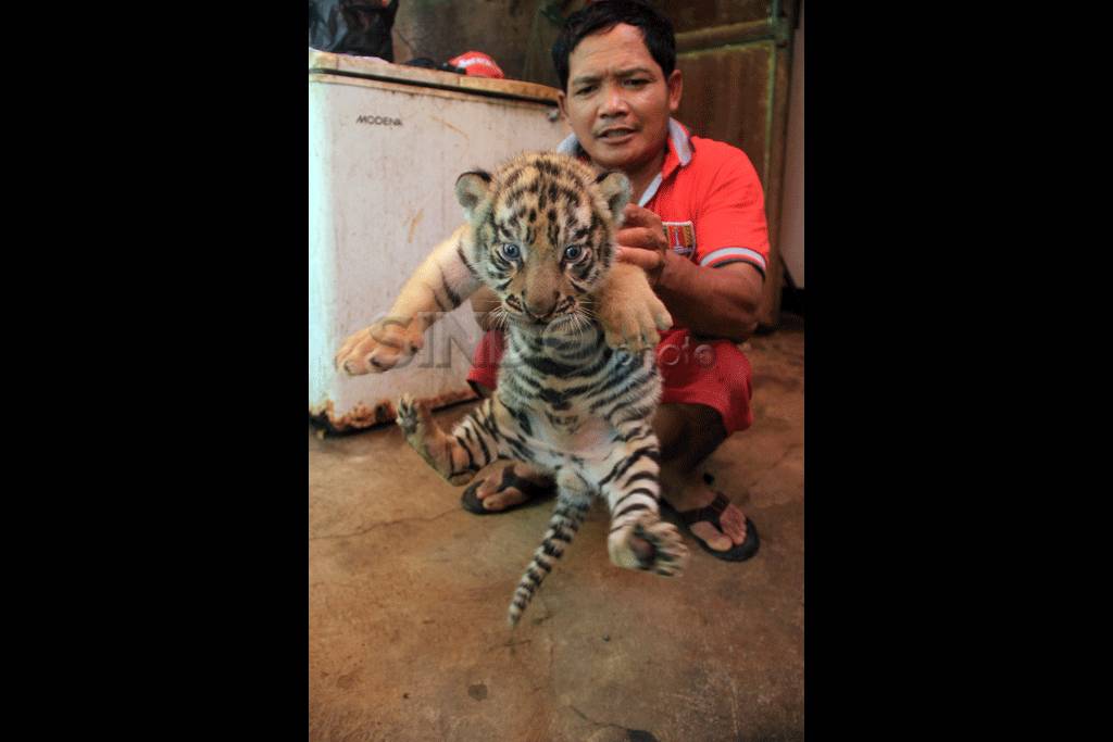 Tumbuh Kembang Anak...
