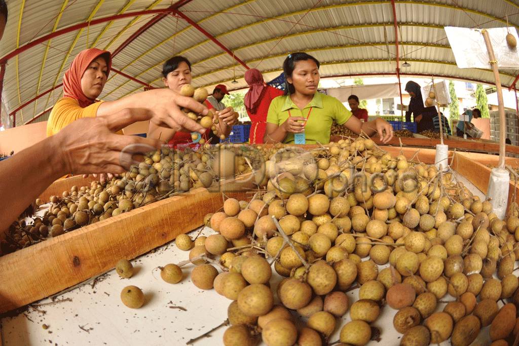 Musim Panen Kelengkeng