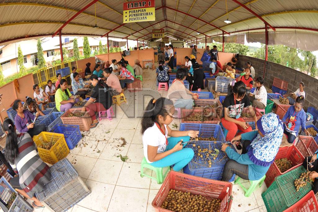 Musim Panen Kelengkeng
