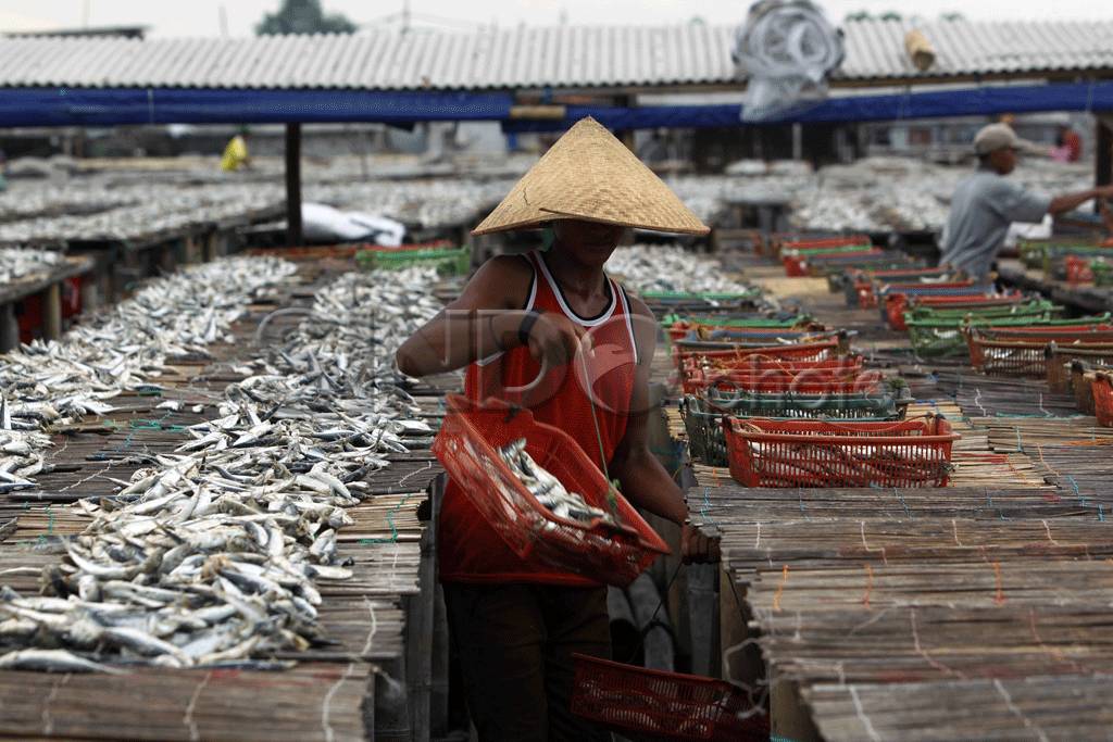 Pengeringan Ikan di...