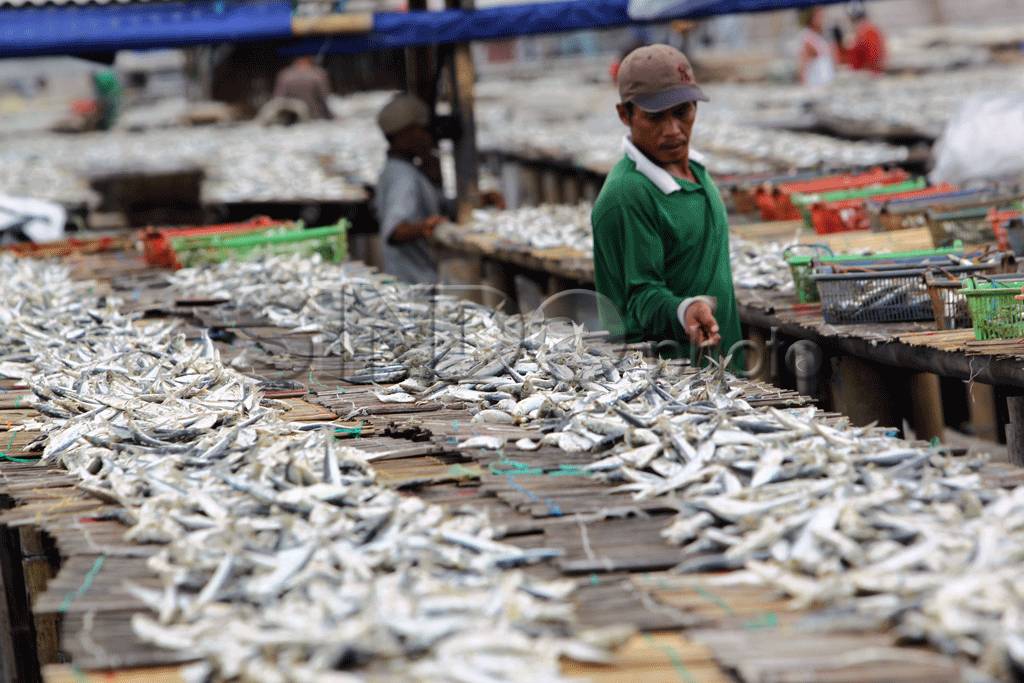 Pengeringan Ikan di...