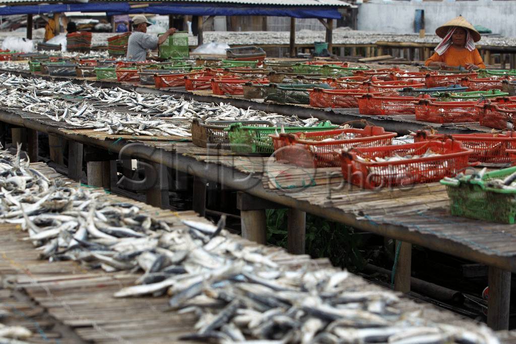 Pengeringan Ikan di...