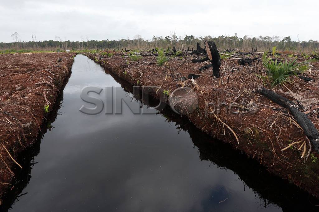 Sisa Kebakaran Hutan...