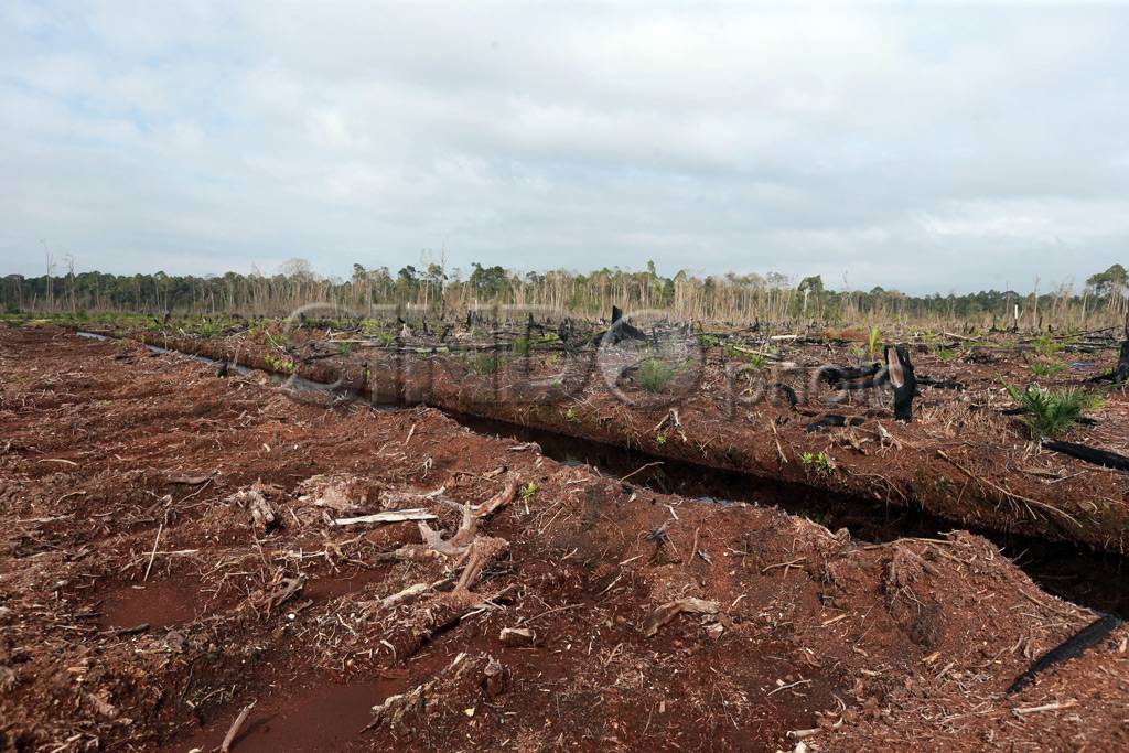 Sisa Kebakaran Hutan...