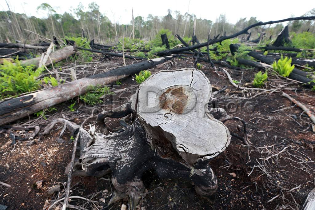 Sisa Kebakaran Hutan...
