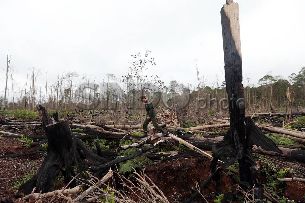 Sisa Kebakaran Hutan...