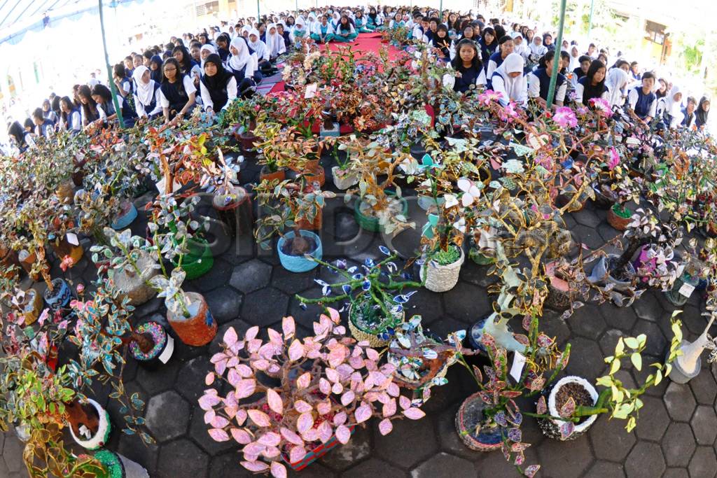 Rekor Bonsai Kain Perca...