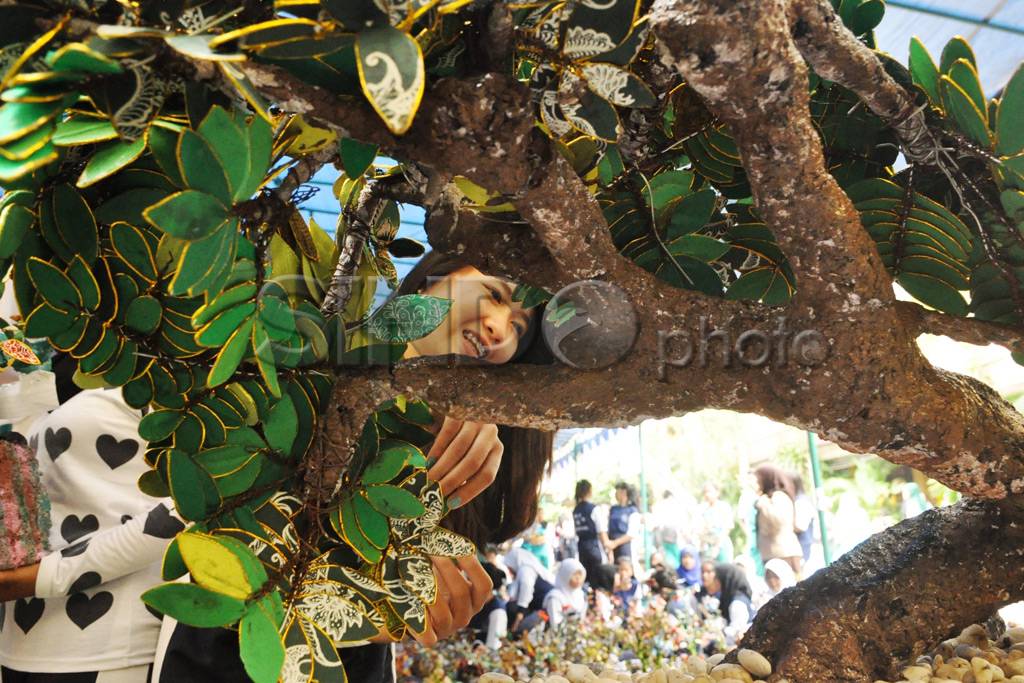 Rekor Bonsai Kain Perca...
